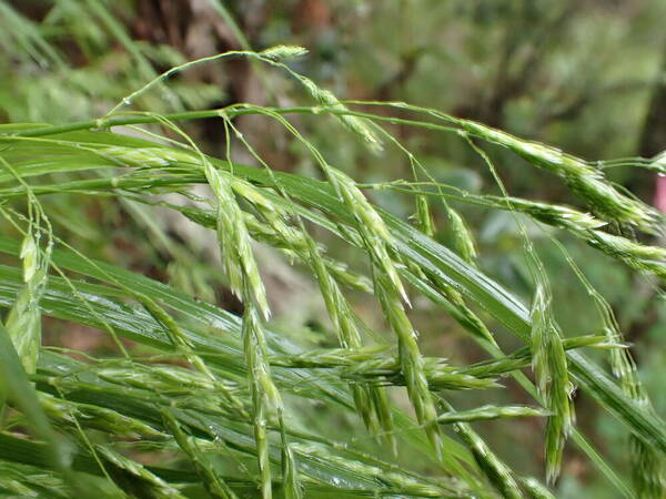 Poa siphonoglossa Spikelets