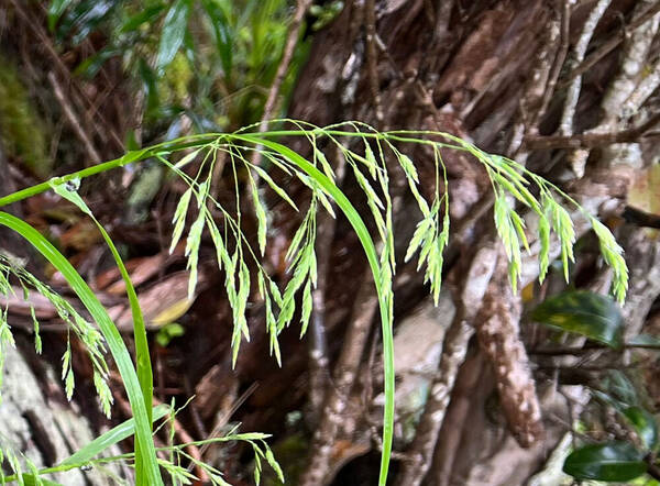 Poa siphonoglossa Inflorescence