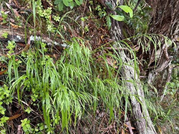 Poa siphonoglossa Plant