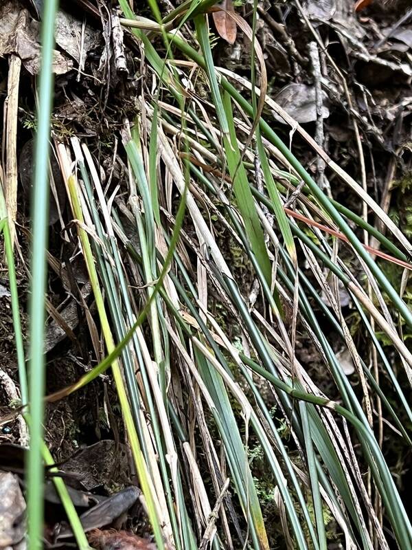 Poa siphonoglossa Plant