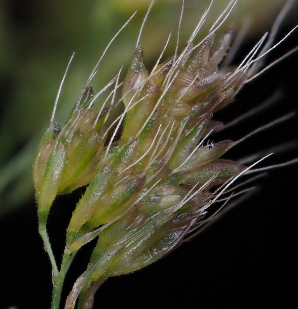 Polypogon fugax Spikelets