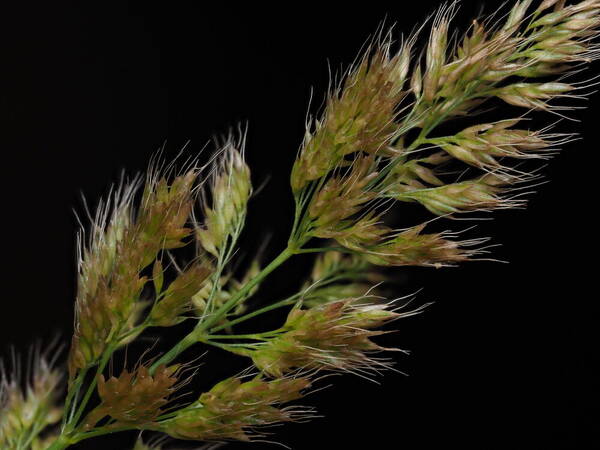 Polypogon fugax Spikelets