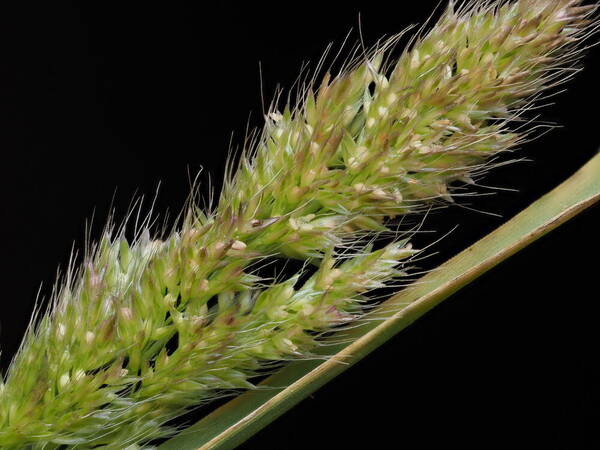 Polypogon fugax Spikelets