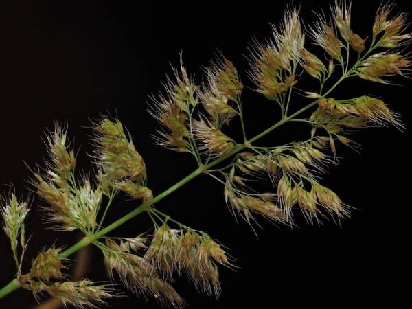 Polypogon fugax Spikelets