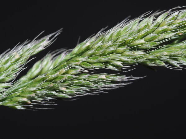 Polypogon fugax Spikelets