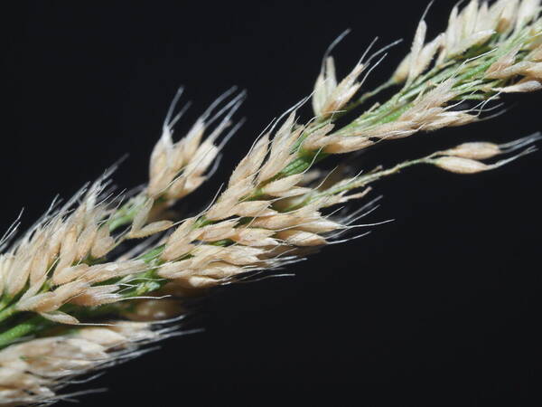 Polypogon fugax Spikelets