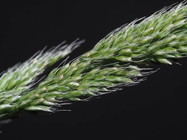 Polypogon fugax Spikelets