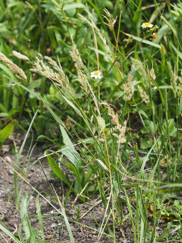 Polypogon fugax Habit