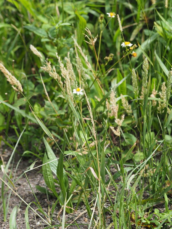 Polypogon fugax Habit