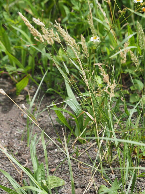 Polypogon fugax Habit