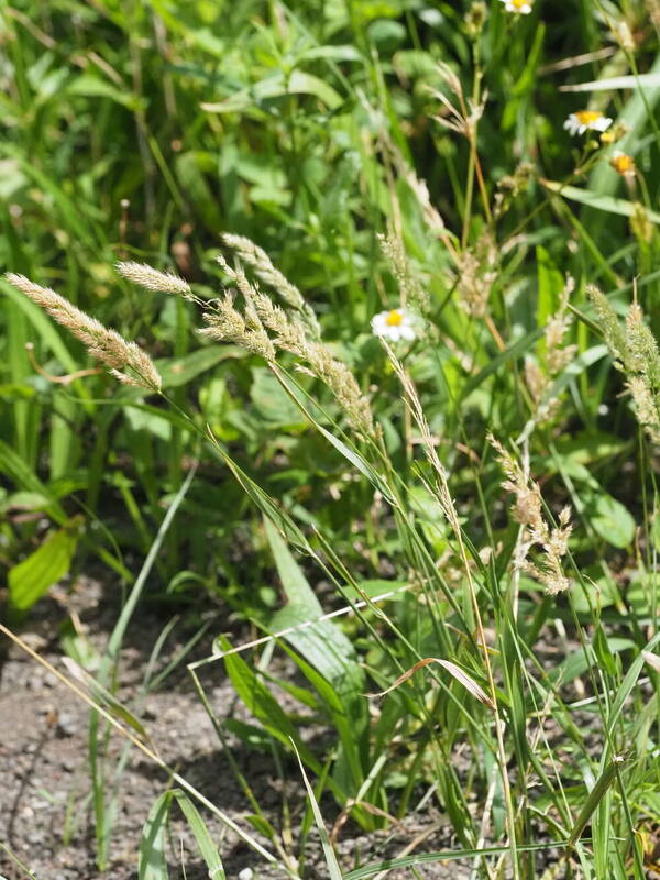 Polypogon fugax Habit