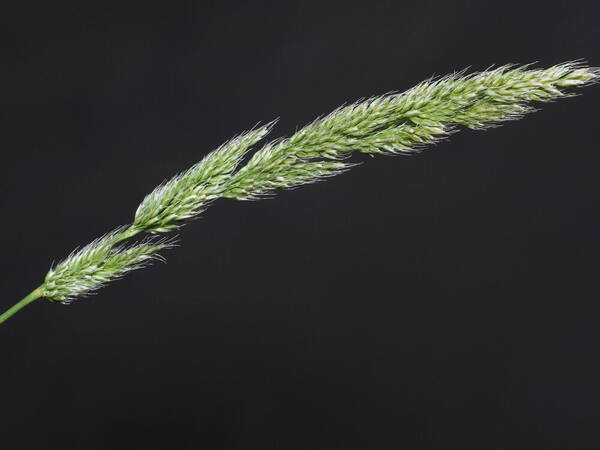 Polypogon fugax Inflorescence