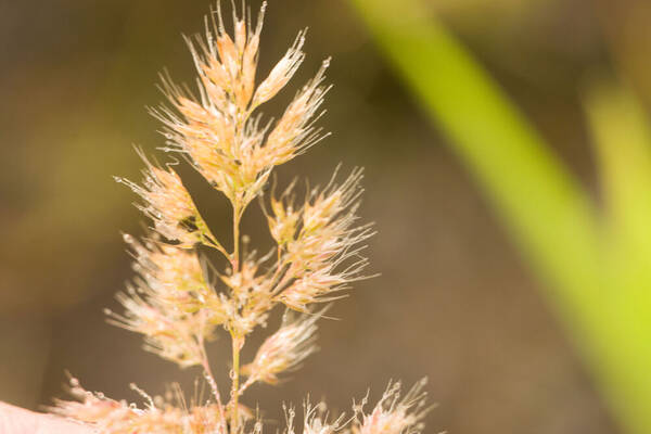 Polypogon fugax Inflorescence