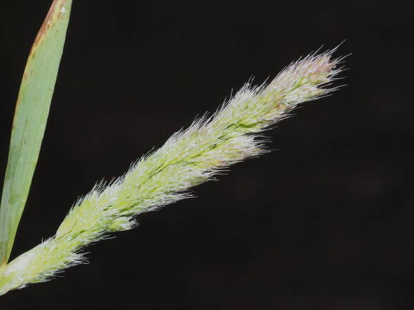 Polypogon fugax Inflorescence