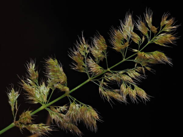 Polypogon fugax Inflorescence