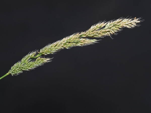 Polypogon fugax Inflorescence