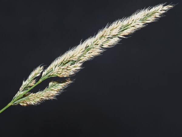 Polypogon fugax Inflorescence