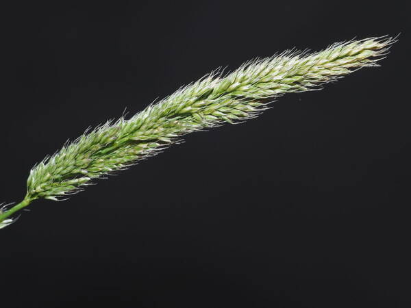 Polypogon fugax Inflorescence