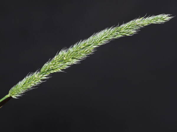 Polypogon fugax Inflorescence