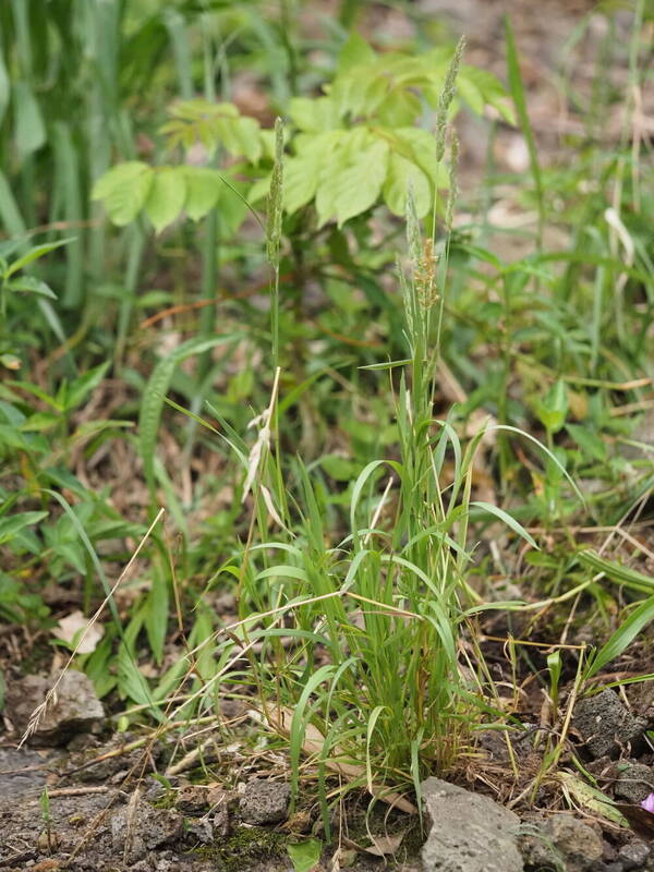 Polypogon fugax Plant