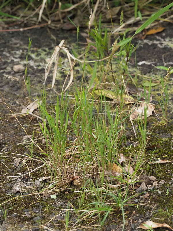 Polypogon fugax Plant