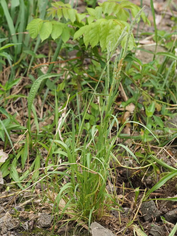 Polypogon fugax Plant