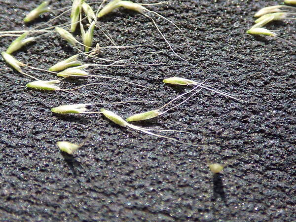 Polypogon monspeliensis Spikelets