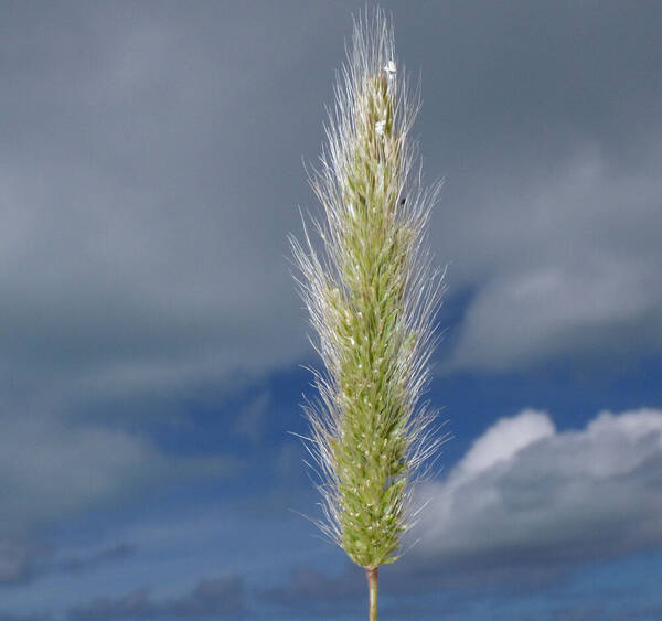 Polypogon monspeliensis Inflorescence