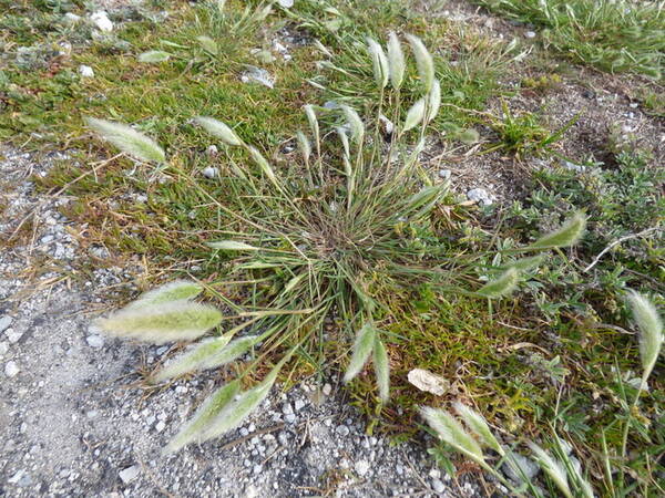 Polypogon monspeliensis Plant