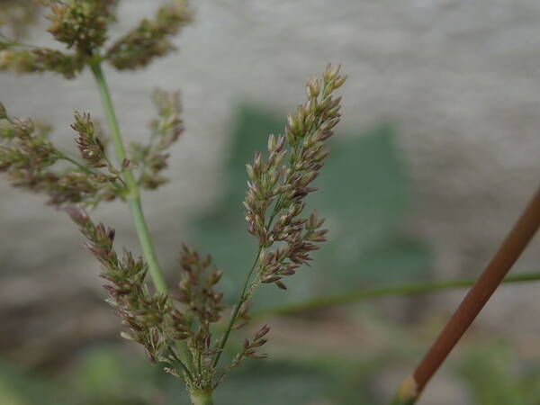 Polypogon viridis Spikelets