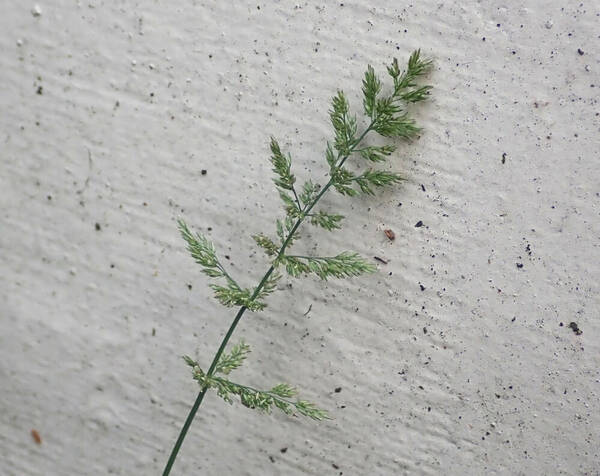 Polypogon viridis Inflorescence