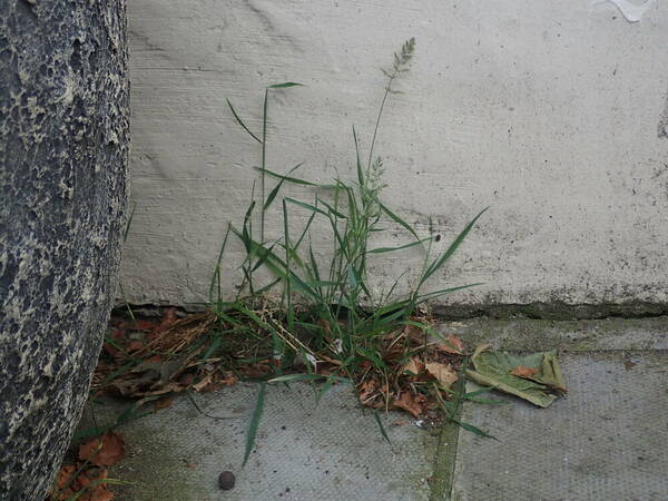 Polypogon viridis Plant