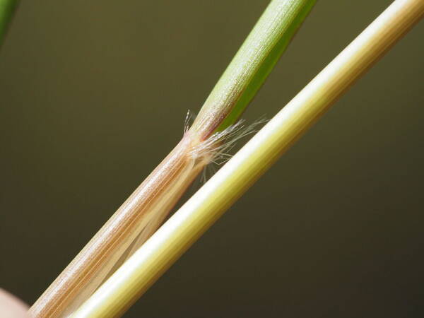 Rytidosperma biannulare Collar