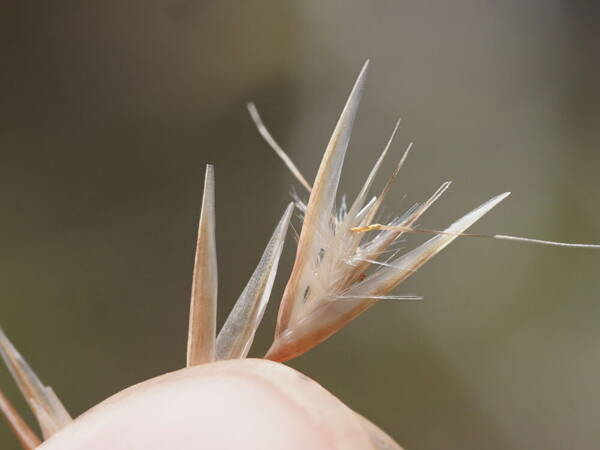 Rytidosperma biannulare Spikelets