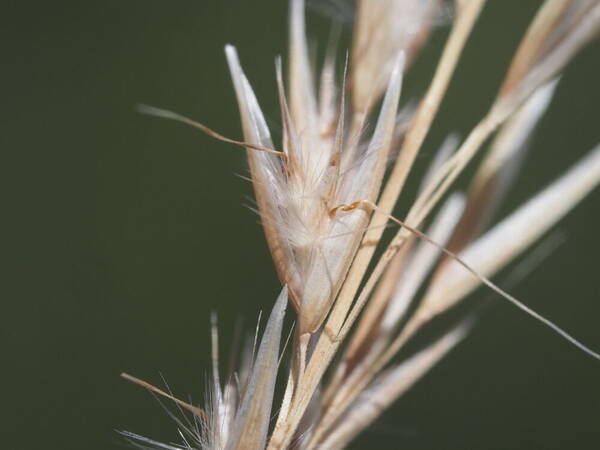 Rytidosperma biannulare Spikelets