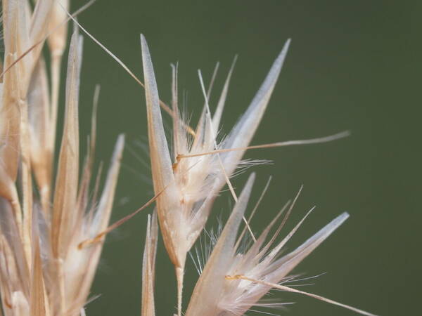 Rytidosperma biannulare Spikelets