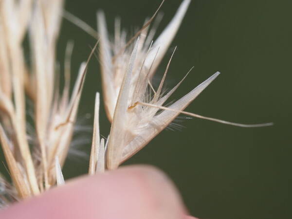 Rytidosperma biannulare Spikelets