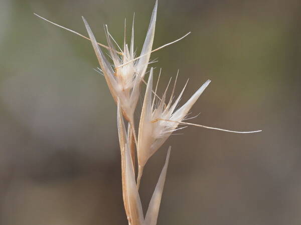 Rytidosperma biannulare Spikelets