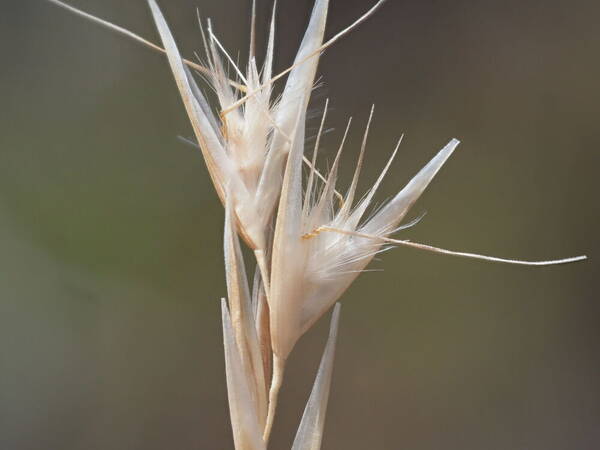 Rytidosperma biannulare Spikelets