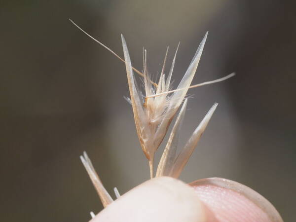 Rytidosperma biannulare Spikelets