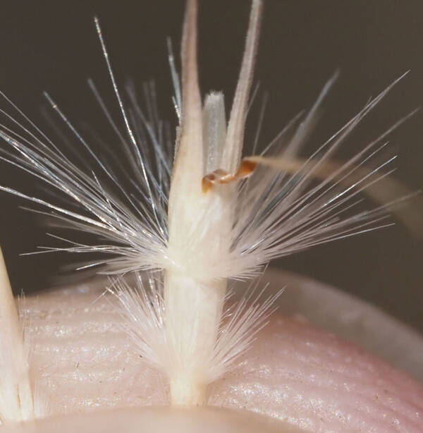 Rytidosperma biannulare Spikelets