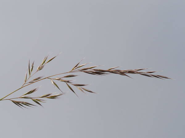 Rytidosperma biannulare Inflorescence