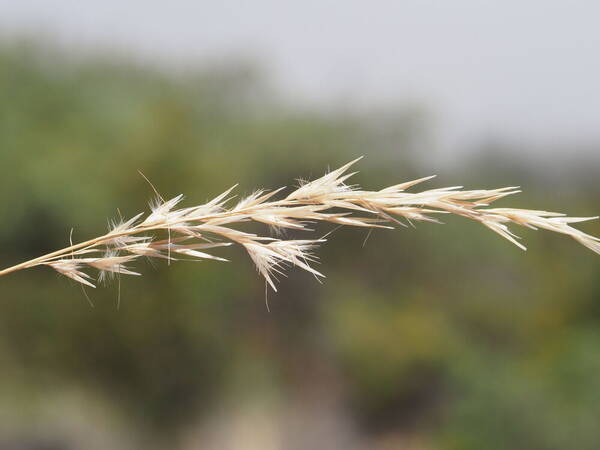 Rytidosperma biannulare Inflorescence