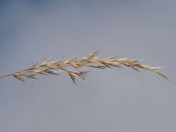 Rytidosperma biannulare Inflorescence