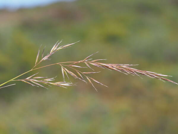 Rytidosperma biannulare Inflorescence