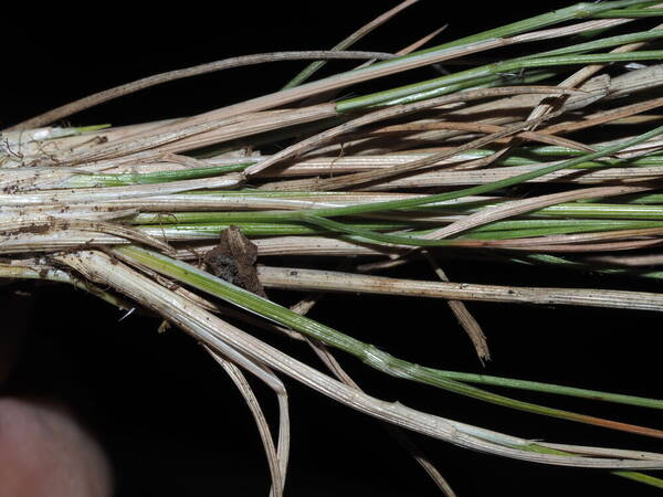 Rytidosperma penicillatum Collar