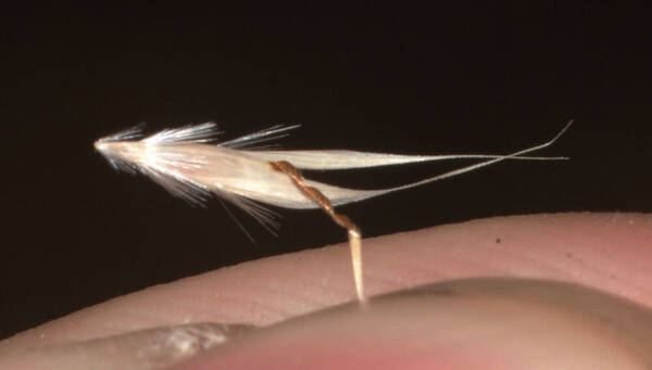 Rytidosperma penicillatum Spikelets