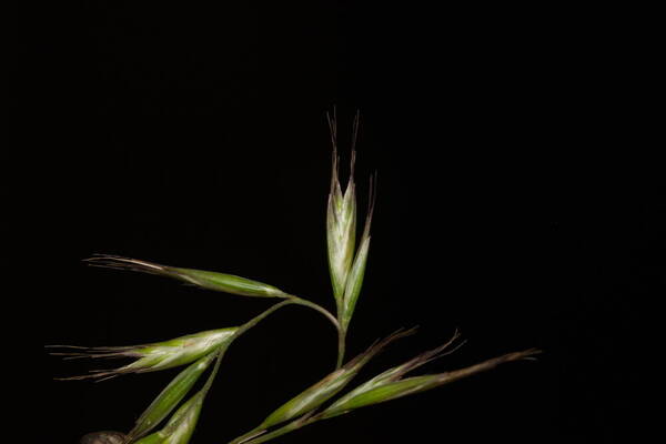 Rytidosperma penicillatum Spikelets