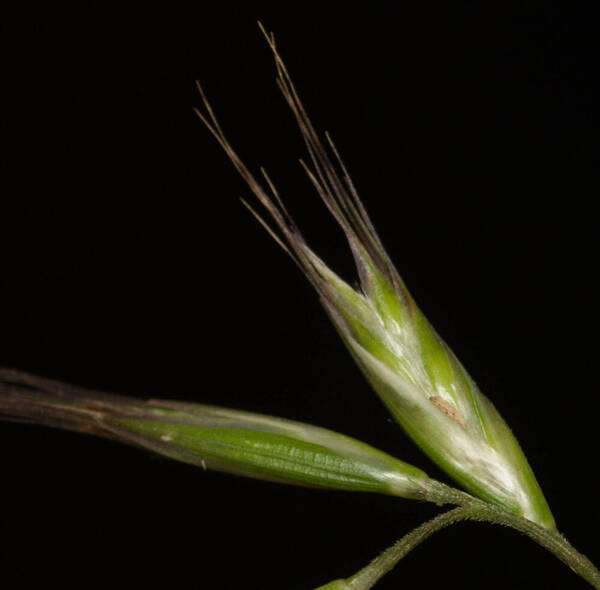 Rytidosperma penicillatum Spikelets