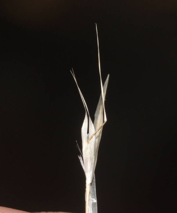 Rytidosperma penicillatum Spikelets